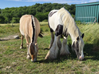 Vente de poney